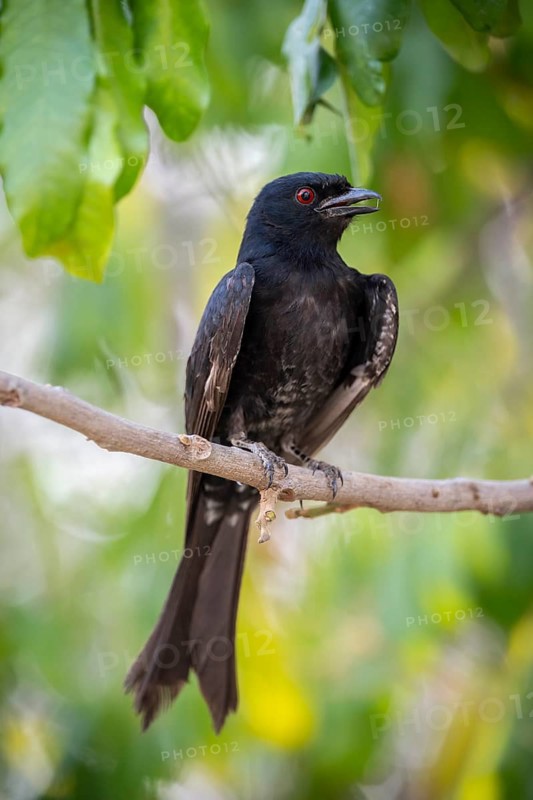 Fork-tailed drongo (Dicrurus adsimilis), Zambezi Region, Caprivi Strip, Namibia