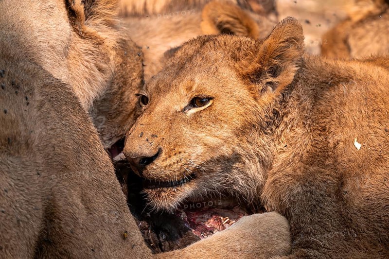 Lion pack with kill, lion (Panthera Leo) eats buffalo, savanna, Moremi Game Reserve, Botswana