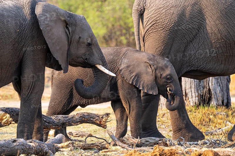 Young and dam, elephant (Loxodonta africana), Xakanaxa, Moremi Game Reserve, Botswana
