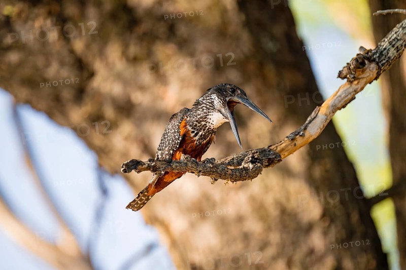Giant kingfisher (Megaceryle maxima) sitting on branch on the Okavango River, Caprivi Strip, Namibia