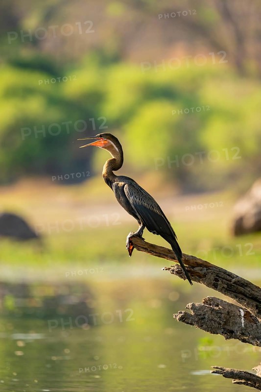 African darter (Anhinga rufa) sitting on branch on the Okavango River, Caprivi Strip, Namibia