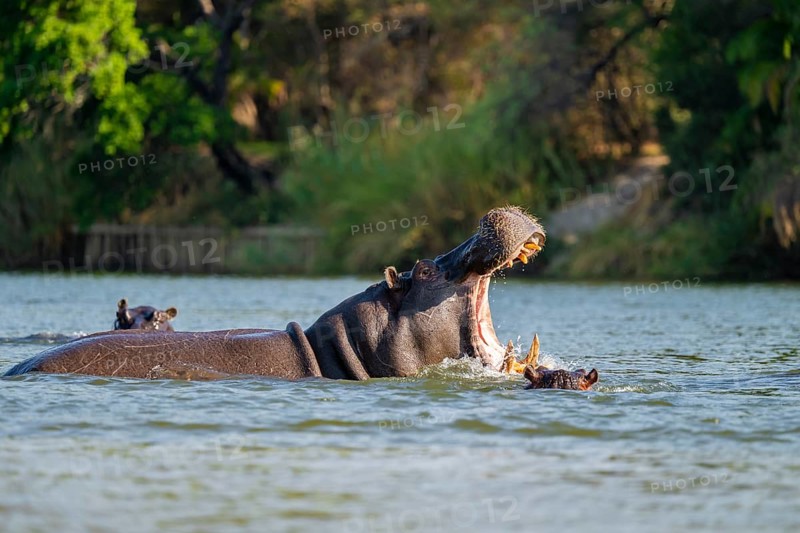 Hippopotamus (Hippopatamus amphibius) yawns and shows teeth in water, Kwando River, Zambezi region, Caprivi Strip, Namibia