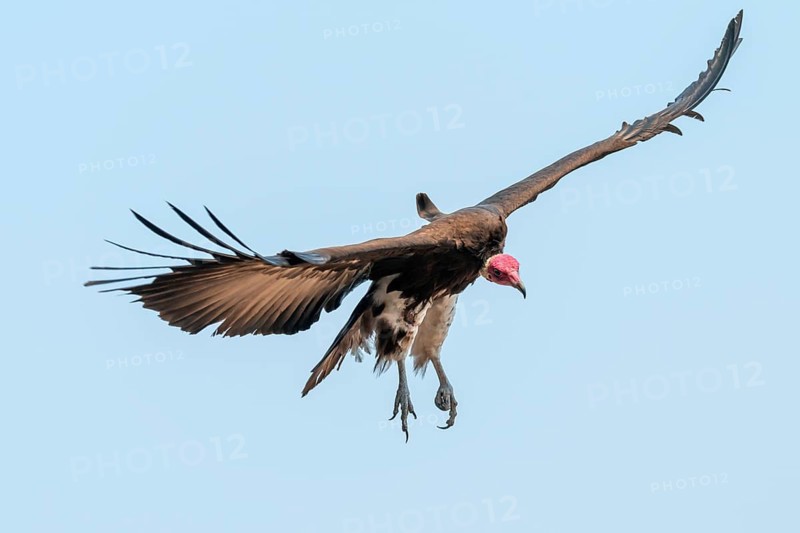 Hooded Vulture (Necrosyrtes monachus) in flight, Moremi Game Reserve, Botswana