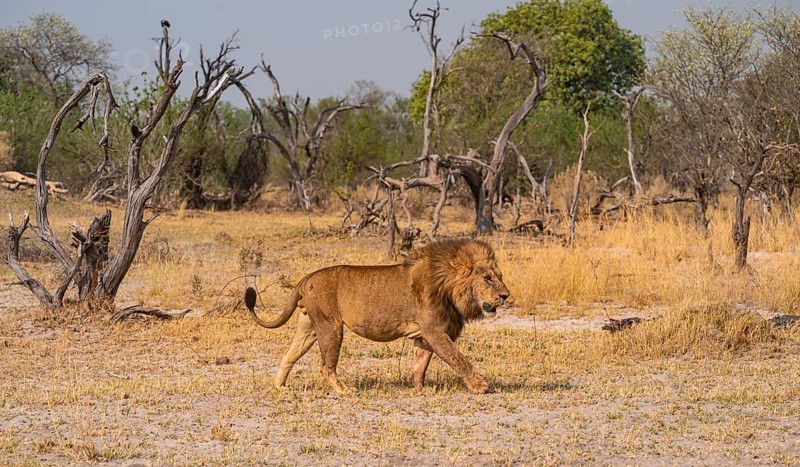 Maned lion, lion (Panthera Leo) runs to the side, savanna, Moremi Game Reserve, Botswana