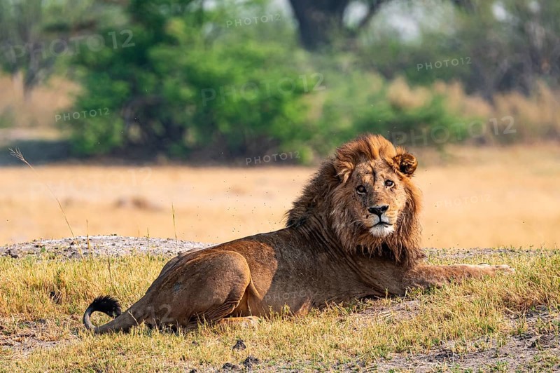 Maned lion, lion (Panthera leo) lies in the savanna, Moremi Game Reserve, Botswana
