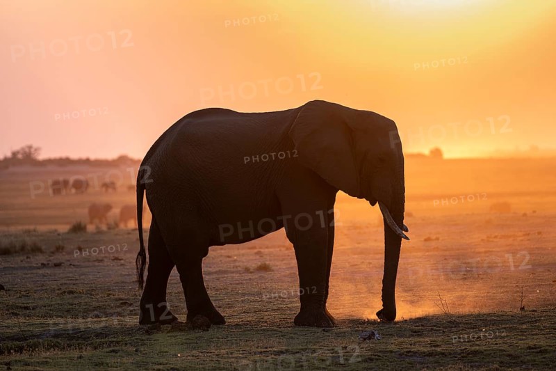 Herd, African Elephant (Loxodonta africana), Silhouette, Sunset, Ambient Light, Ihaha, Chobe National Park, Botswan