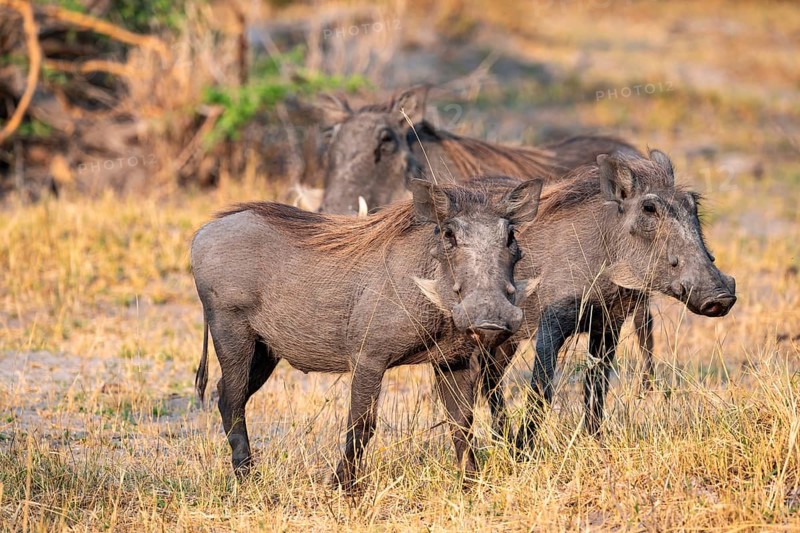 Common Warthog (Phacochoerus africanus), Moremi Game Reserve, Botswana