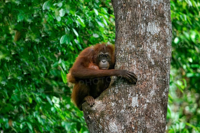 Female Orangutan (Pongo borneo) carrying her youngster in the forest, Borneo, Malaysia