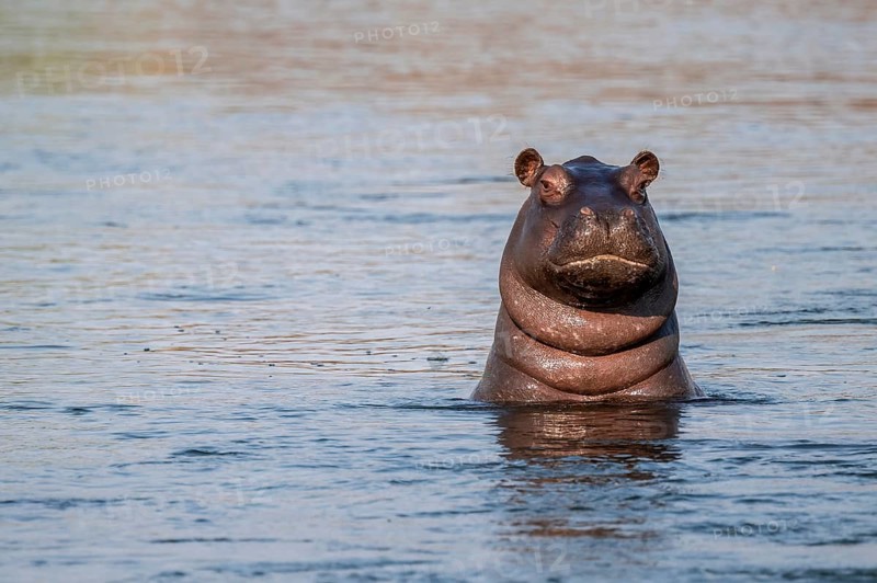 Hippopotamus (Hippopatamus amphibius) looks funny out of the water, Okavango River, Caprivi Strip, Namibia