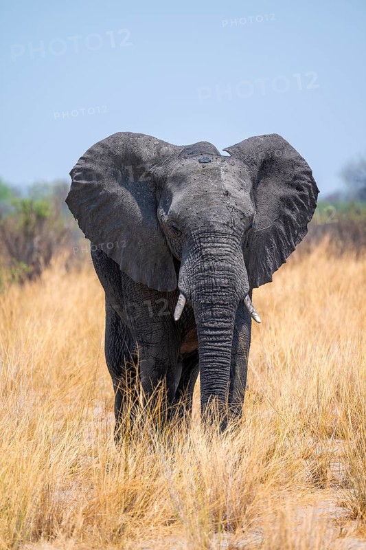 African elephant (Loxodonta africana) in dry savanna, Bwabwata National Park, Caprivi Strip, Namibia