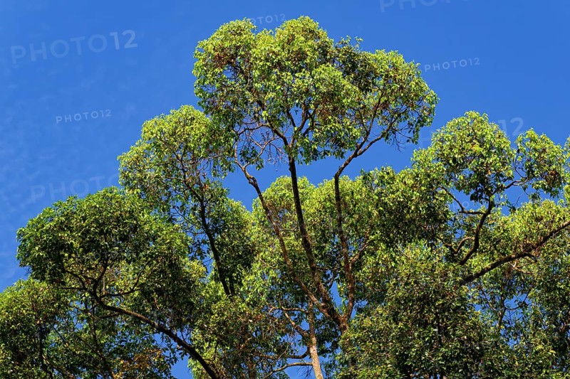 Parashorea malaanonan Tree, Critically endangered, Danum Valley, Borneo, Malaysia