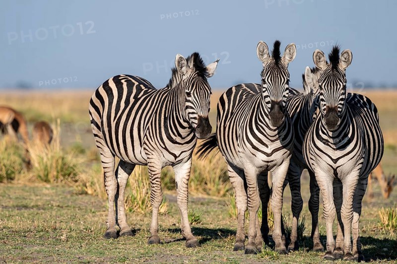 Herd of Steppe Zebras (Equus quagga), Ambient Light, Ihaha, Chobe National Park National Park, Botswan