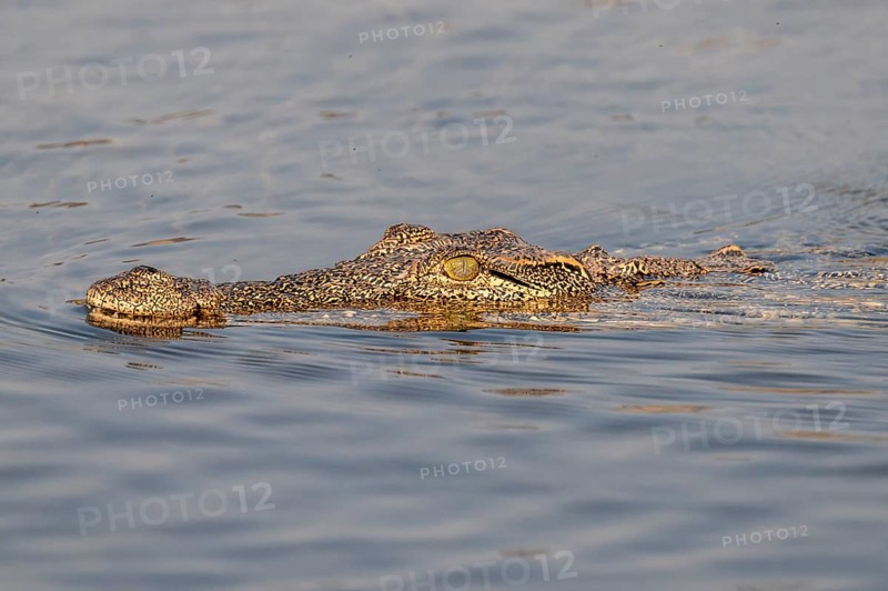 Nile crocodile (Crocodylus niloticus) swims Okavango River, Caprivi Strip, Namibia