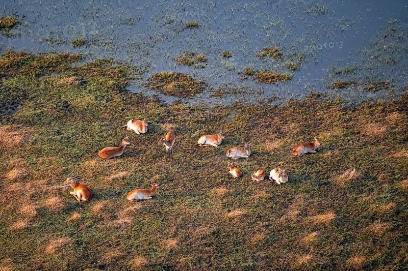 Herd of letschwe (Kobus leche), lychee bog antelope, riverbank, river landscape, aerial view, Okavango Delta, Botswana