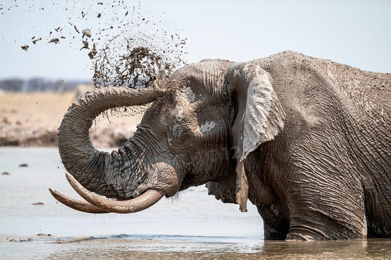 Mud bath, animal behavior, African elephant (Loxodonta africana), at waterhole, Nxai Pan National Park, Botswana