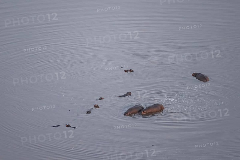 Single hippopatamus (Hippopatamus amphibius) in water, aerial view, Okavango Delta, Botswana