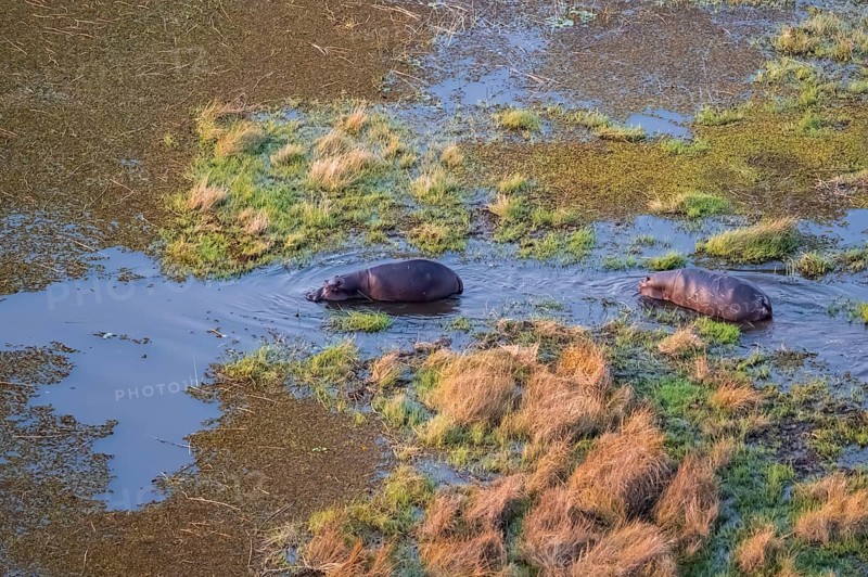 Two hippos (Hippopatamus amphibius) in water, swamp, aerial view, Okavango Delta, Botswana