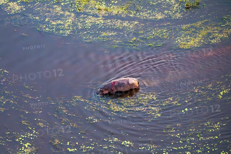 Single hippopatamus (Hippopatamus amphibius) with injury in water, aerial view, Okavango Delta, Botswana