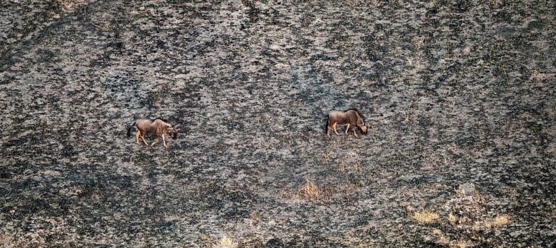 Striped Gnu (Connochaetes taurinus) in dry landscape, aerial view, Okavango Delta, Botswana