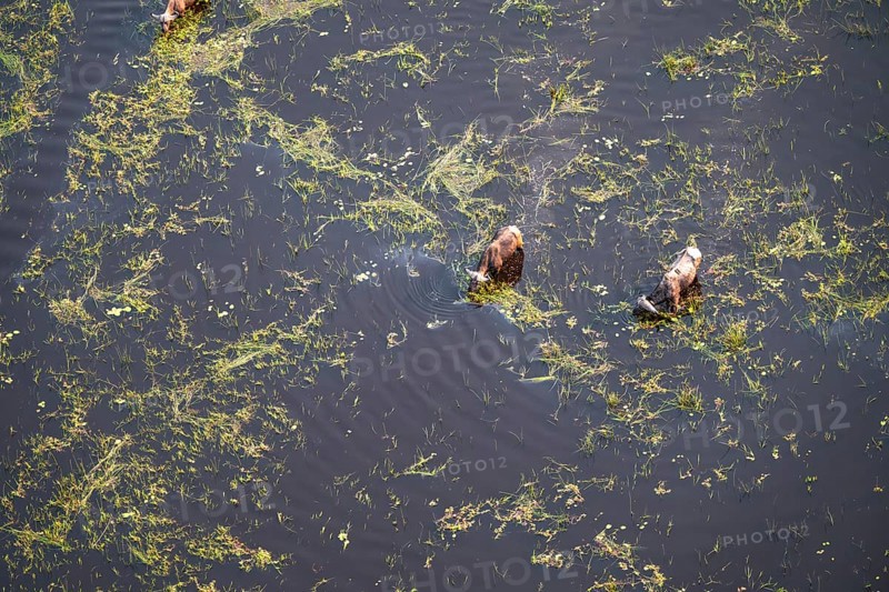Kaffir buffalo (Syncerus caffer caffer), Two animals drinking in the river, aerial view, Okavango Delta, Botswana