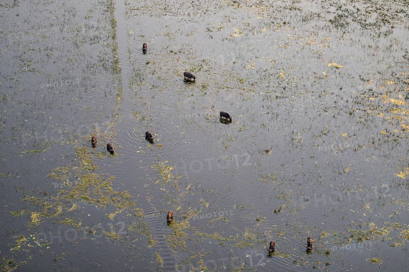 Kaffir buffalo (Syncerus caffer caffer), flock in river, aerial view, Okavango Delta, Botswana