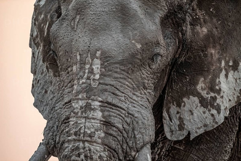 Animal Portrait, Dramatic African Elephant (Loxodonta africana), at a waterhole, Nxai Pan National Park, Botswana