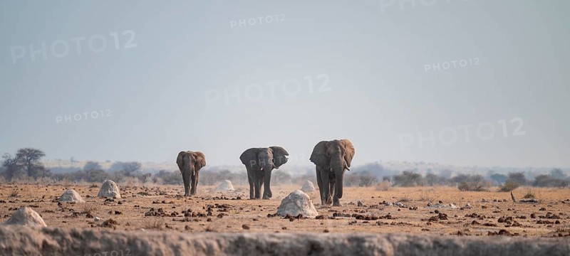 Three African elephants (Loxodonta africana) walk across steppe, coming towards us, Nxai Pan National Park, Botswana