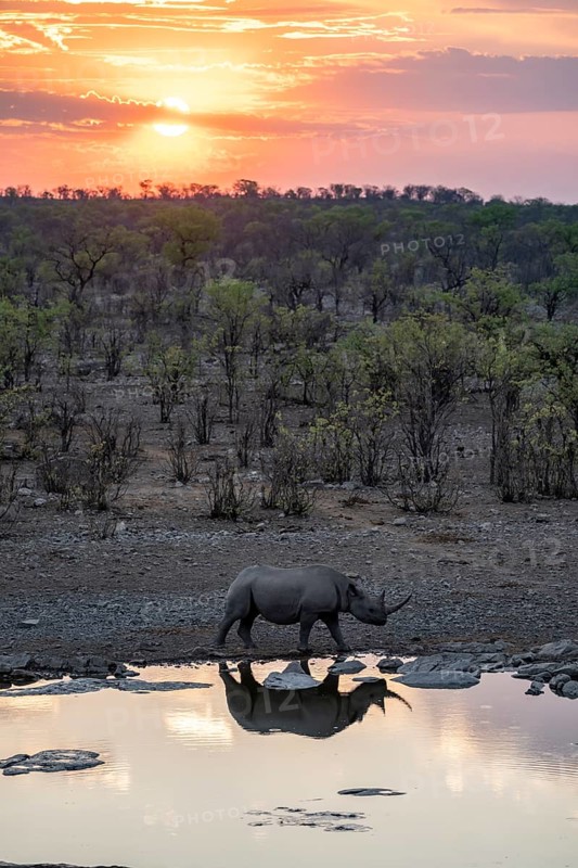 Sunset, black rhinoceros (Diceros bicornis) at Halali waterhole, Etosha National Park, Namibia