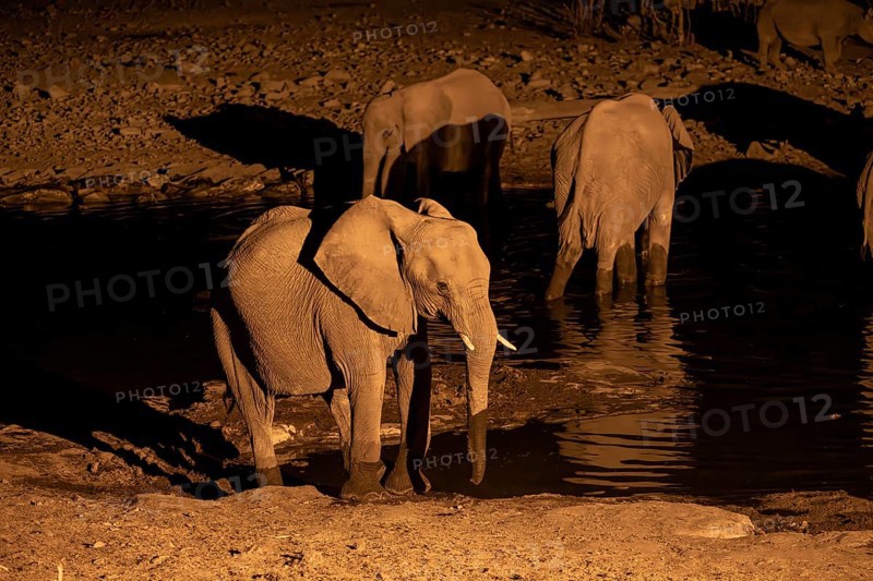 Night view, African elephant (Loxodonta africana), at Halali waterhole, Etosha National Park, Namibia