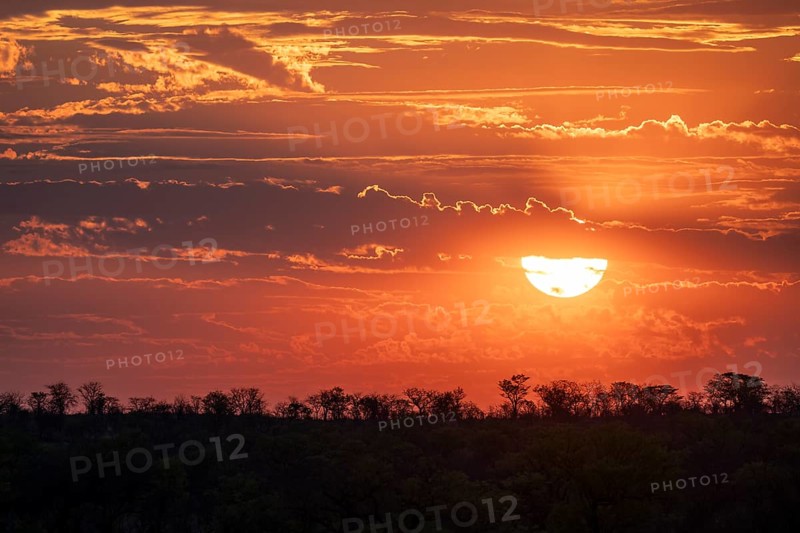 Impressive sunset over the African savanna, silhouette of the horizon with trees in front of the sun, at Halali waterhole, Etosha National Park, Namibia