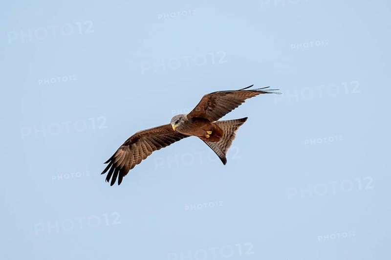 Bird in flight, black kite (Milvus migrans), Nxai Pan National Park, Botswana