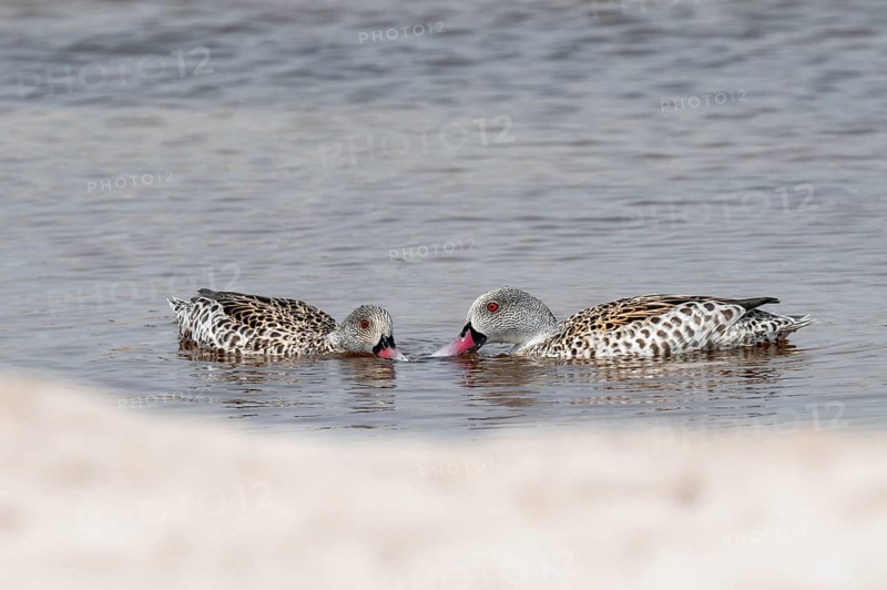 Pale duck (Anas capensis), Nxai Pan National Park, Botswana