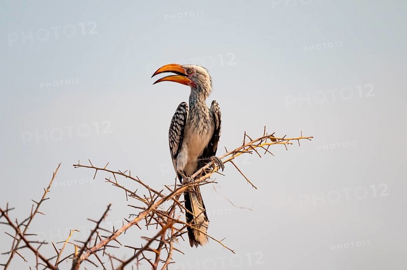 Yellow-billed toko (Tockus leucomelas) on branch, Nxai Pan National Park, Botswana