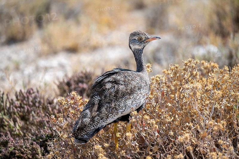 Northern Black Korhaan (Afrotis afraoides), or cackling bustard (Eupodotis afra), female, Etosha National Park, Namibia