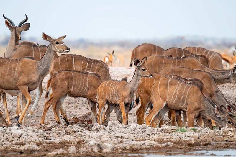 Big Kudu (Tragelaphus strepsiceros), flock drinking at waterhole, Nxai Pan National Park, Botswana