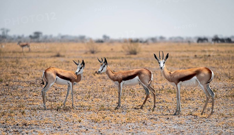 Springboks (Antidorcas marsupialis), Nxai Pan National Park, Botswana