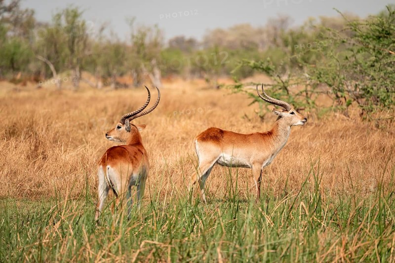 Letschwe or litchi bog antelope (Kobus leche), adult male, in tall dry grass, Okavango Delta, Moremi Game Reserve, Botswana