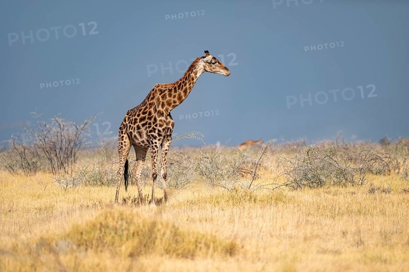 Angola giraffe (Giraffa giraffa angolensis), giraffe in dry savanna, Etosha National Park, Namibia