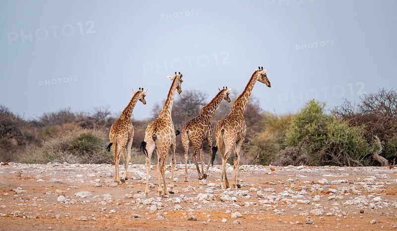 Angola giraffe (Giraffa giraffa angolensis), giraffe at a waterhole, Etosha National Park, Namibia