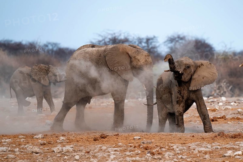 African elephant (Loxodonta africana), taking a mud bath and dusting, Etosha National Park, Namibia