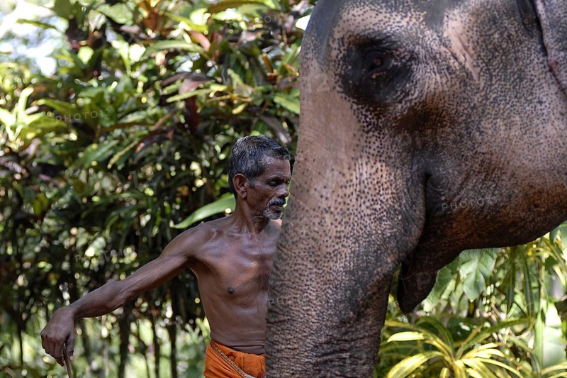 Mahut or elephant guide standing next to an elephant, Peermade, Kerala, India