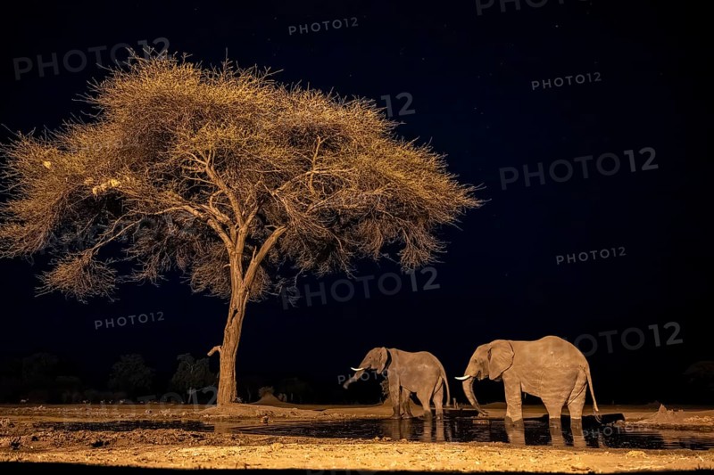 Waterhole at night, African elephants drinking, night view, Kasane, Botswana