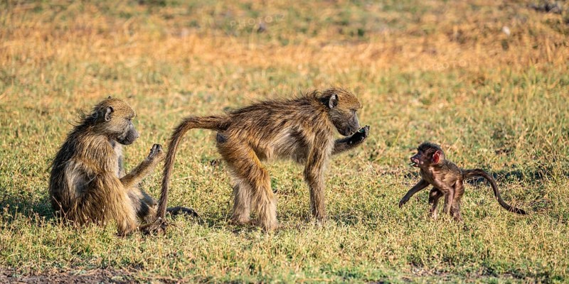 Young animal playing with mother, bear baboons (Papio ursinus), Ihaha, Chobe National Park National Park, Botswan