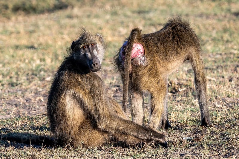 Chacma baboons (Papio ursinus), Ihaha, Chobe National Park, Botswana