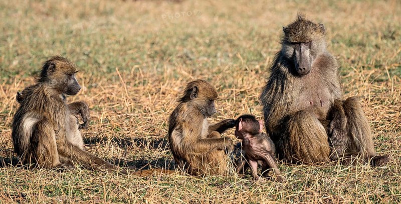 Animal family, young playing with mother, bear baboons (Papio ursinus), Ihaha, Chobe National Park National Park, Botswan