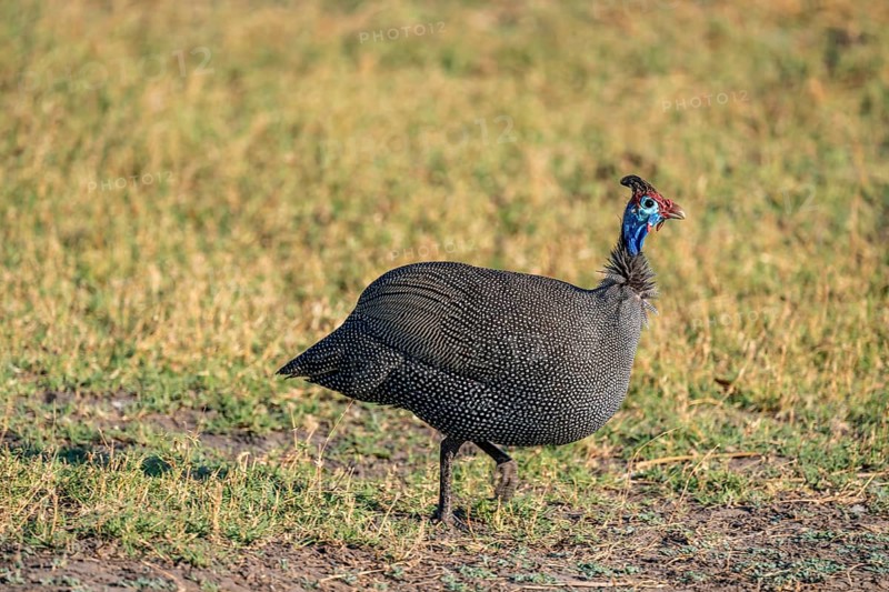 Helmet guinea fowl (Numida meleagris), Ihaha, Chobe National Park, Botswan