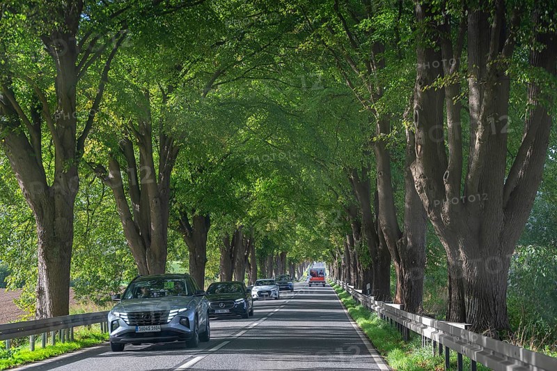 Lindenallee (Tilia) on the B4, Rehna, Mecklenburg-Western Pomerania