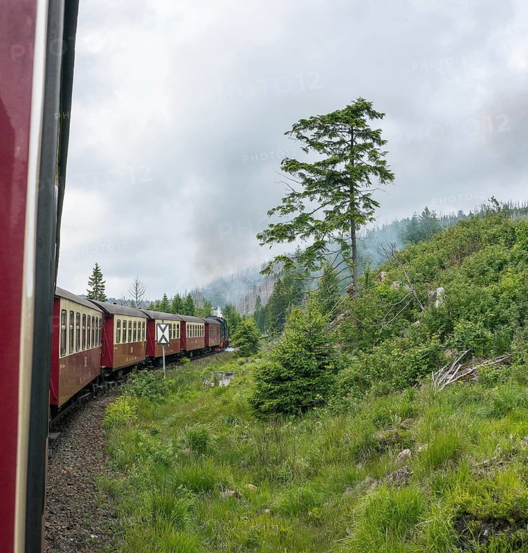 Steaming locomotive of the historic Brocken Railway with several red and white wagons travels from Drei Annen Hohne to Brocken through a green, mountainous landscape, railway, steam locomotive, steam cloud, smoke, smoke cloud, Harzer narrow-gauge railways, narrow-gauge railway, individual old common spruce (Picea abies), renewable trees, cloudy sky, rainy weather, natural rejuvenation, low mountain ranges, forest conversion, nature reserve, Harz National Park, Ostharz, Wernigerode, Harz District, Saxony-Anhalt, Germany