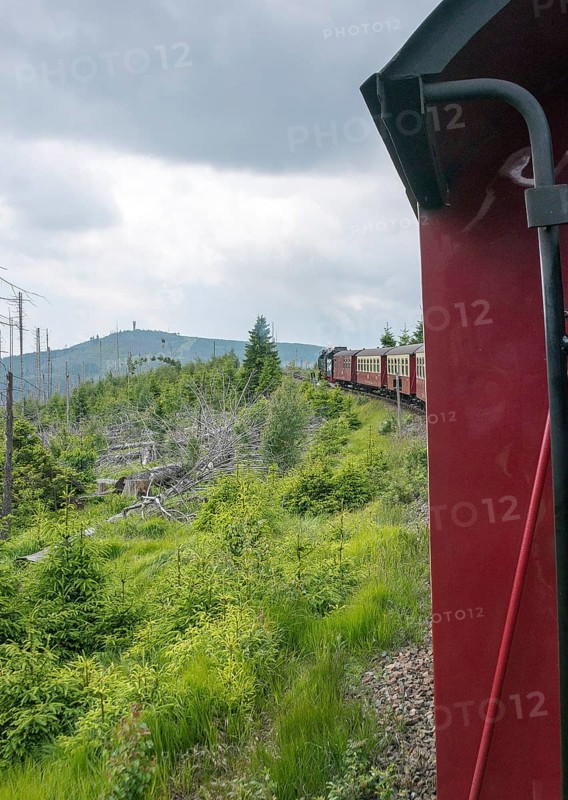 The locomotive of the historic Brocken Railway with several red and white wagons travels from Drei Annen Hohne to the Brocken through a green, mountainous landscape, in the background the Wurmberg Tower, Wurmberg Alm, railway, steam locomotive, Harzer narrow-gauge railways, narrow-gauge railway, forest backdrop, standing dead wood, common spruce (Picea abies), natural rejuvenation, low mountain ranges, forest conversion, cloudy rainy weather, nature reserve, national park, Ostharz, Wernigerode, Harz district, Saxony-Anhalt, Germany