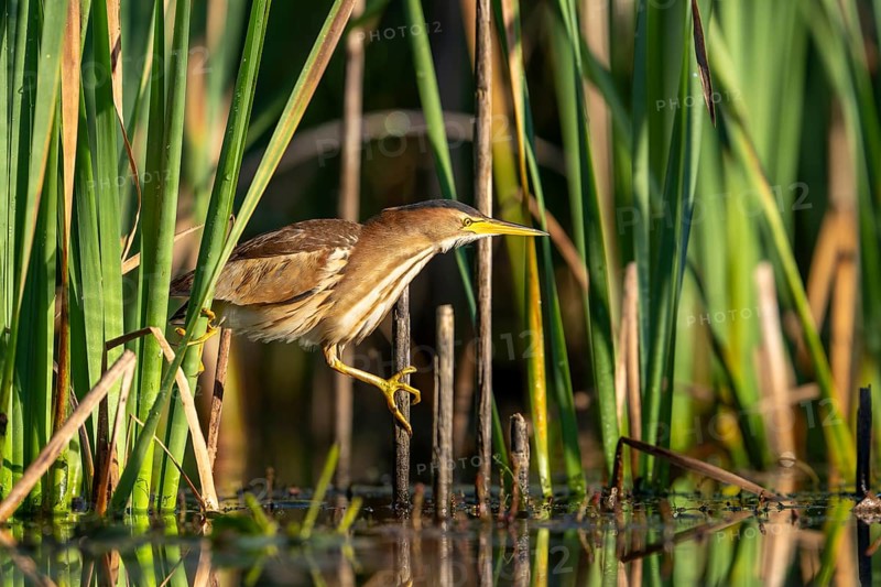 Little Bittern (Ixobrychus minutus), lurking in reeds, Race, Slovenia